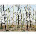 Bachmann 32509 Wood's Edge Trees