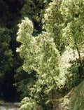 Woodland Scenics Fine Leaf Foliage Dark Green No. WDS1130