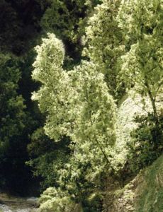 Woodland Scenics Fine Leaf Foliage Dark Green No. WDS1130