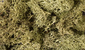 Woodland Scenics Lichen Spring Green No. L161