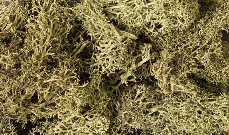 Woodland Scenics Lichen Spring Green No. L161