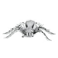 Tarantula spider