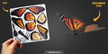 Metal Earth Monarch-Butterfly Color Steel Model Kit No. MMS123
