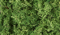 Woodland Scenics Lichen Medium Green No. L163